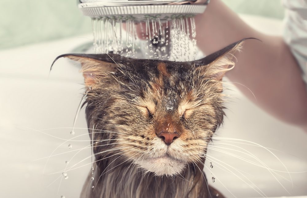 How often do I bathe a cat? - Totobi