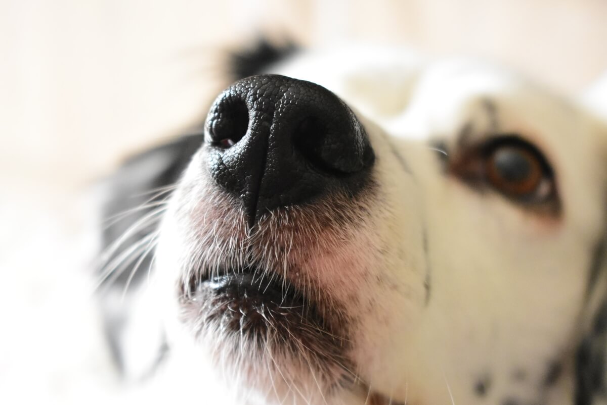 Dlaczego psy mają zimne nosy?