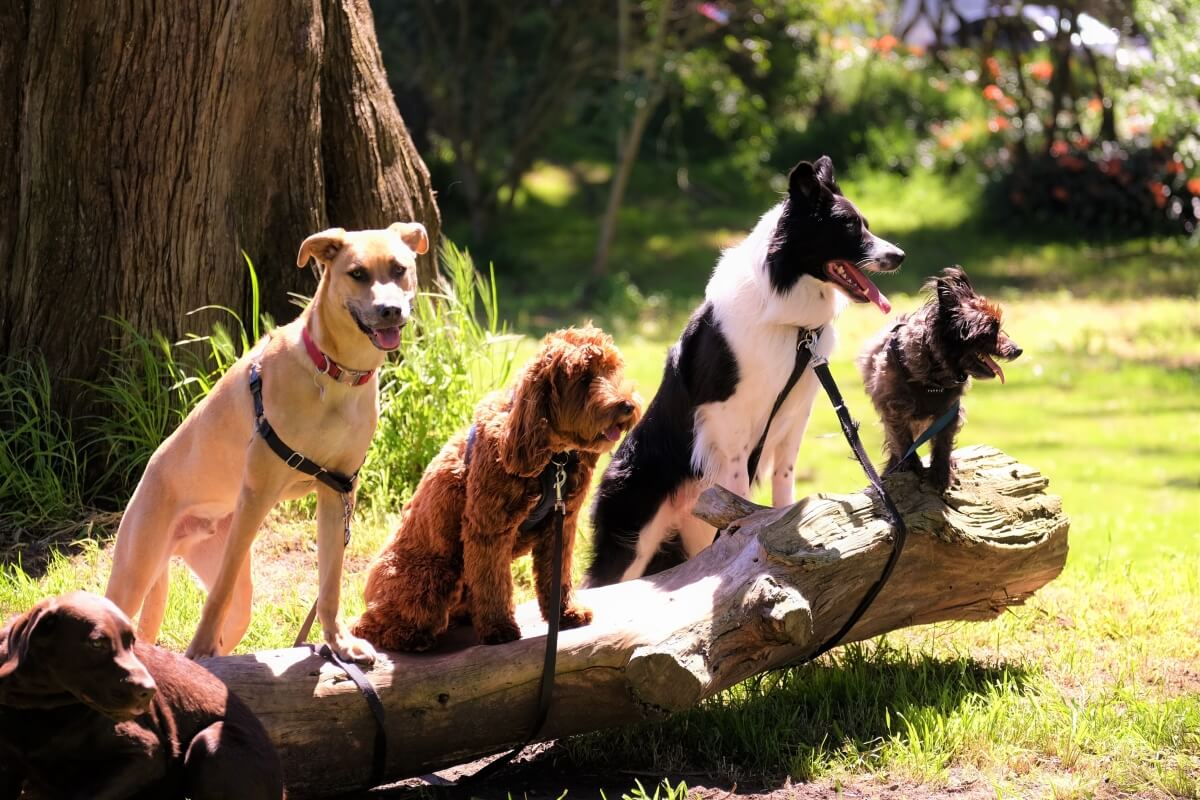 6 wskazówek właściwej pielęgnacji psa w lecie