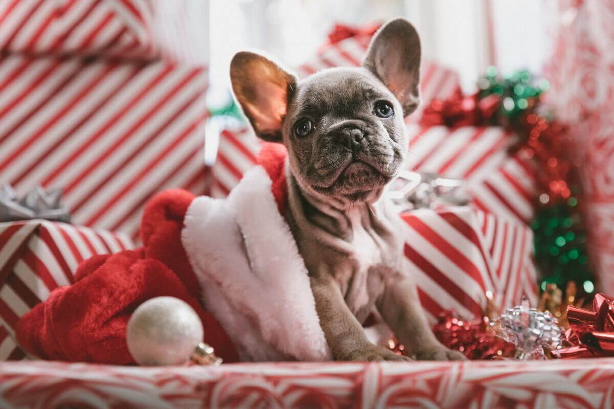 Prezentownik 2022 – 10 pomysłów na świąteczny prezent dla psa i jego właściciela