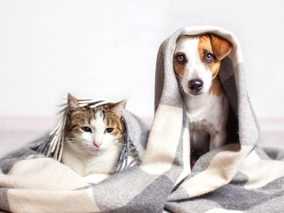 Czy psy lub koty mogą zarażać koronawirusem?