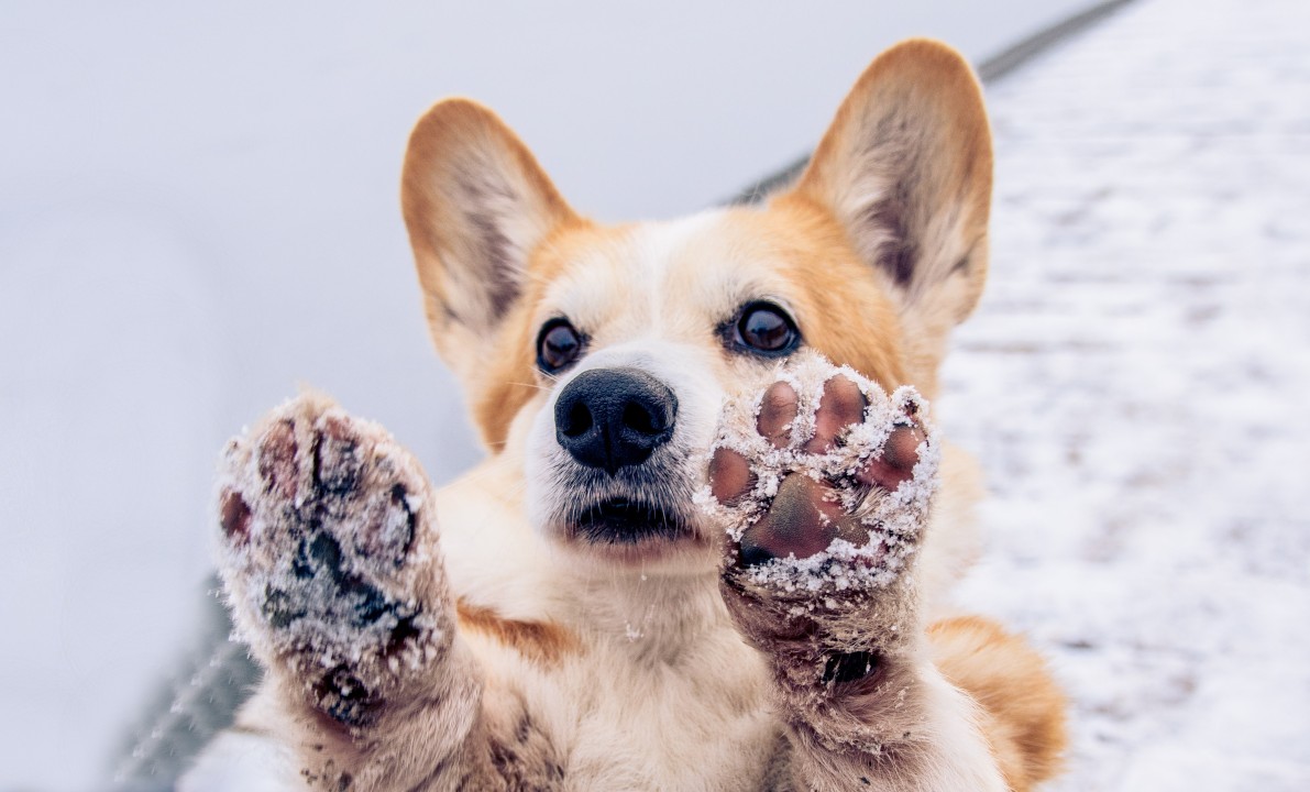 Jak dbać o łapy psa zimą?
