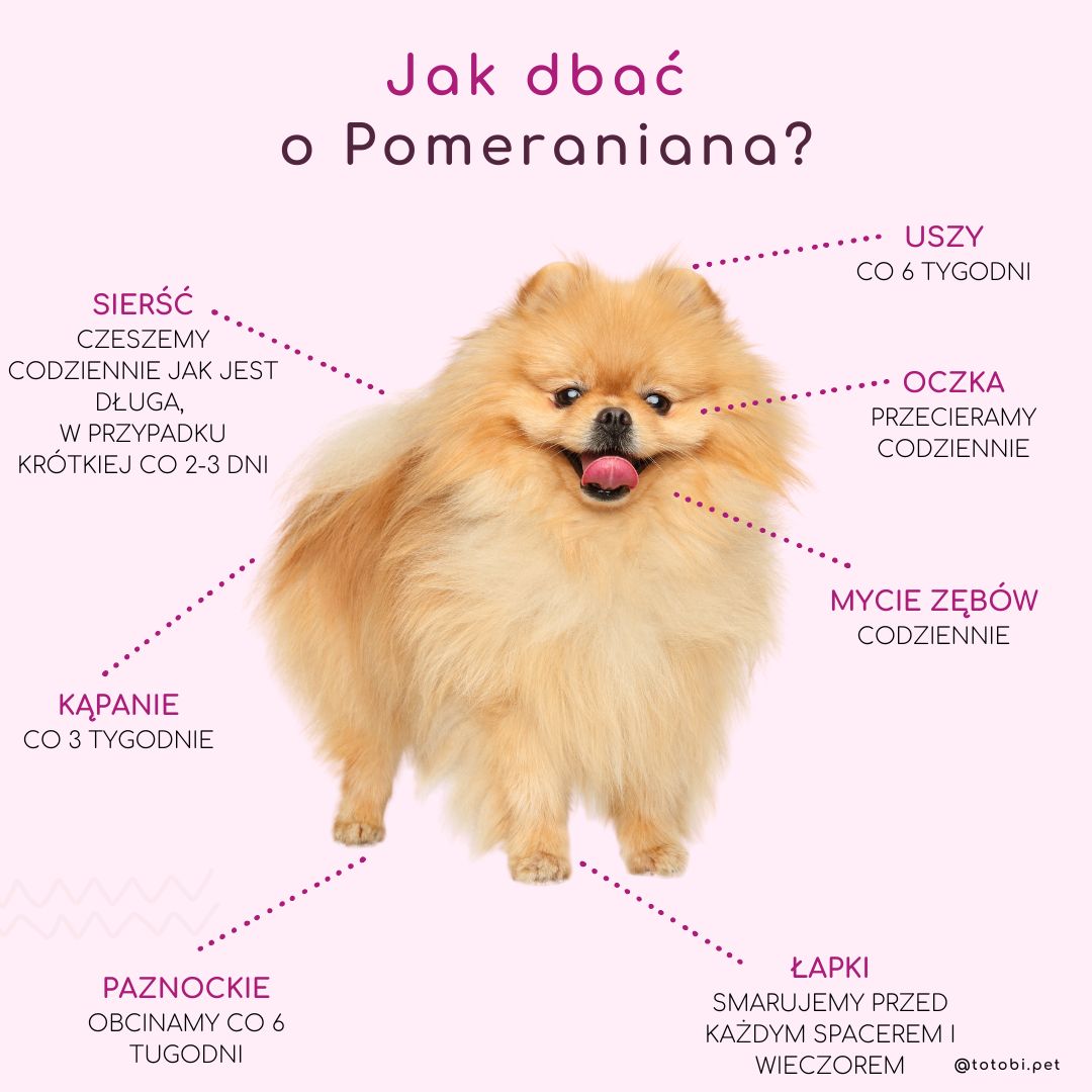 Jak pielęgnować Pomeraniana?