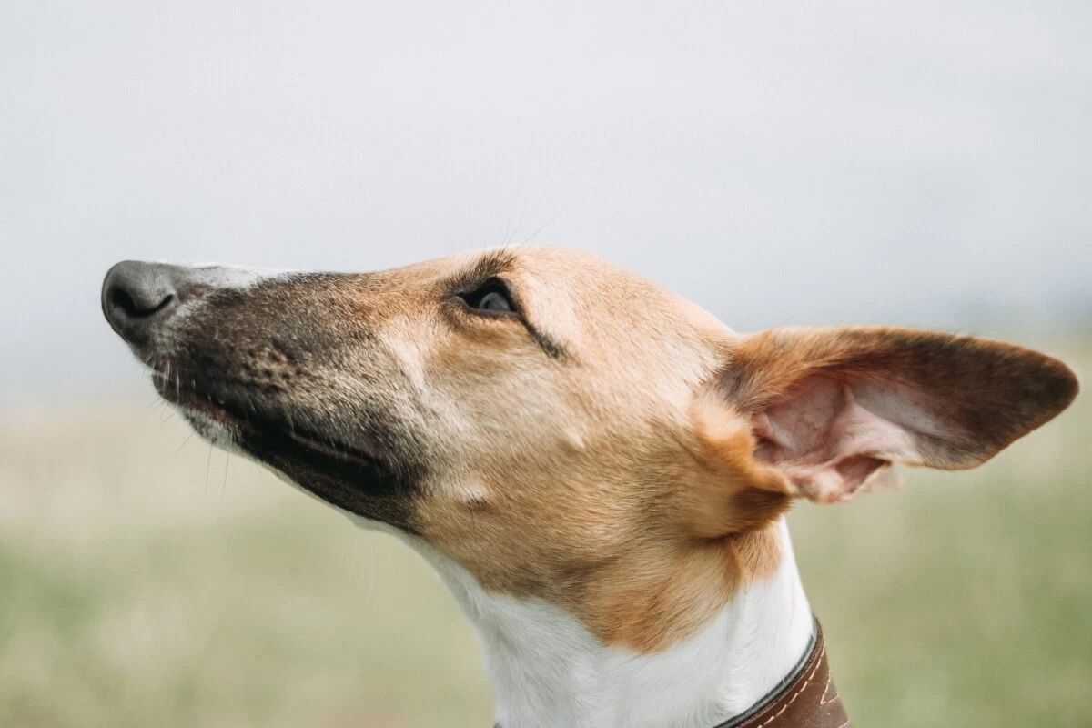Co mogą Ci powiedzieć uszy Twojego psa?