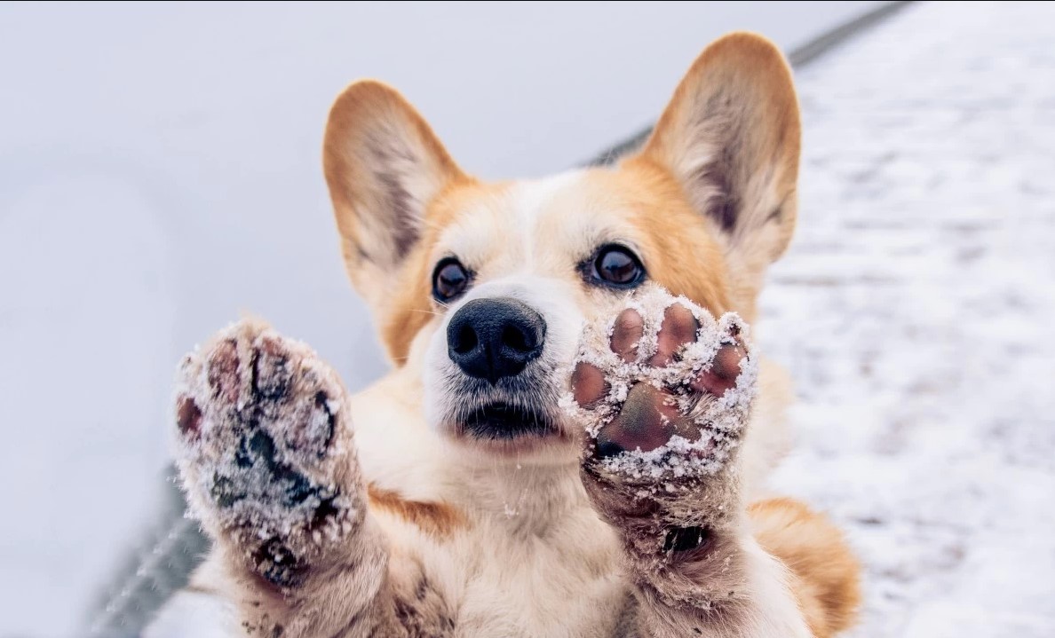Jak dbać o łapy psa zimą?